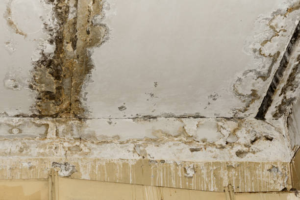 Mold Remediation for Vacation Homes in Greenville, DE